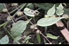 長葉垂桉草-實03.JPG