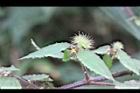 長葉垂桉草-實04.JPG