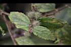 長葉垂桉草-實05.JPG