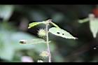 長葉垂桉草-實06.JPG