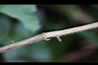 長葉垂桉草-枝0.JPG