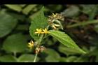 長葉垂桉草-花01.JPG
