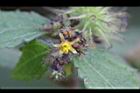 長葉垂桉草-花02.JPG