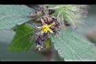 長葉垂桉草-花03.JPG