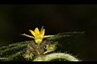 長葉垂桉草-花06.JPG