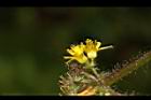 長葉垂桉草-花07.JPG