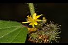 長葉垂桉草-花10.JPG