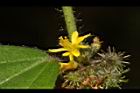 長葉垂桉草-花11.JPG