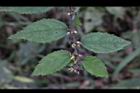 長葉垂桉草-花序1.JPG