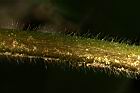 長葉垂桉草-莖01.JPG
