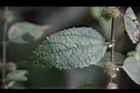 長葉垂桉草-葉0.JPG