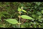 長葉垂桉草-葉序00.JPG