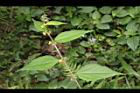 長葉垂桉草-葉序03.JPG