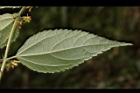 長葉垂桉草-葉背00.JPG