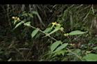 長葉垂桉草05.JPG