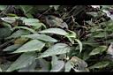 長葉苧麻-花序02.JPG