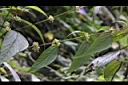 長葉苧麻-雄花序01.JPG