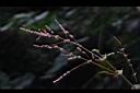 長葉苧麻-雌花序06.JPG