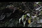 長葉苧麻-花序01.JPG