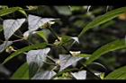 長葉苧麻-雄花序02.JPG