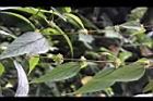 長葉苧麻-雄花序04.JPG