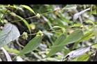 長葉苧麻-雄花序05.JPG