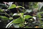 長葉苧麻-雄花序06.JPG