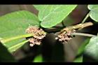 長葉苧麻-雄花序09.JPG