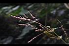 長葉苧麻-雌花序05.JPG
