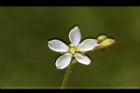 長葉茅膏菜-花15.JPG