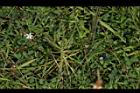長葉茅膏菜11.JPG