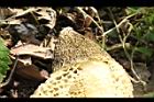 長裙竹蓀-菌蓋03.JPG