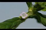 闊葉鴨舌黃舅-花2.JPG