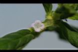 闊葉鴨舌黃舅-花3.JPG