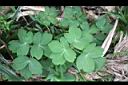 防葵10.JPG