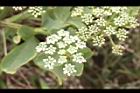 防葵-花序00.JPG