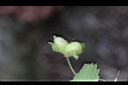 波斯婆婆納-實01.jpg