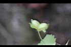 波斯婆婆納-實02.jpg