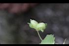 波斯婆婆納-實03.jpg