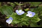 波斯婆婆納-花01.jpg