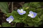 波斯婆婆納-花03.jpg
