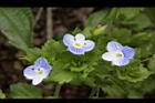 波斯婆婆納-花04.jpg