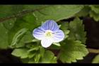 波斯婆婆納-花11.jpg