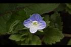 波斯婆婆納-花15.jpg