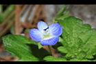 波斯婆婆納-花21.JPG
