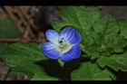 波斯婆婆納-花22.JPG