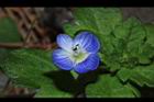 波斯婆婆納-花23.JPG