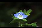 波斯婆婆納-花31.JPG