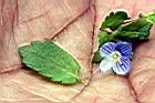 波斯婆婆納-花葉1-.jpg