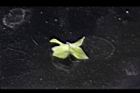 波斯婆婆納-萼片0.jpg